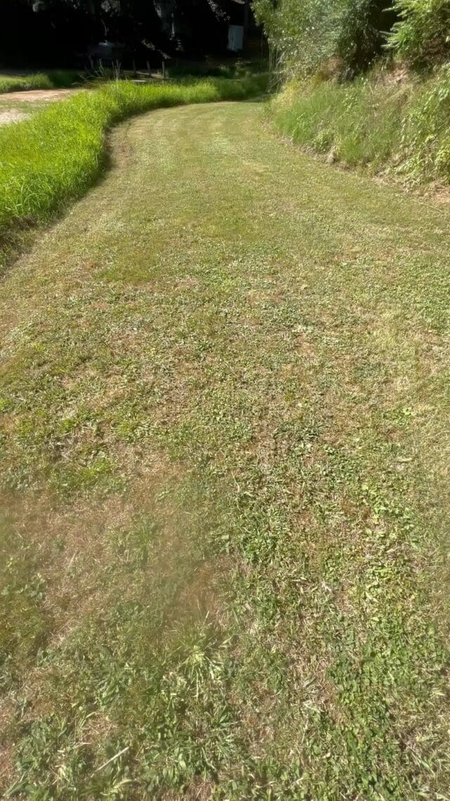 Celebrating Ashley and Jamie at the incredible Pirongia Pines! #weddings #dj #weddingdj #weddinginforest #pirongiapines #nzweddingdj